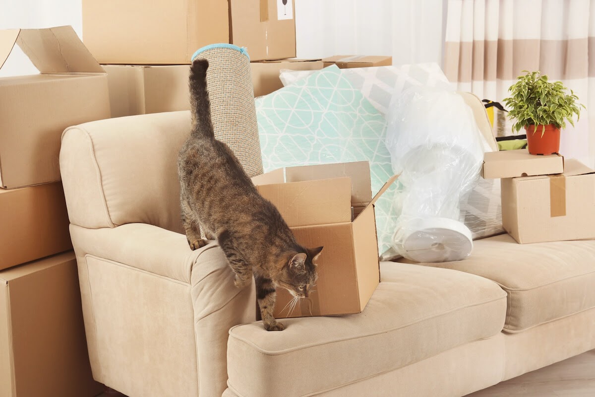 Moving Furniture? Watch Out For Kitty Stress!
